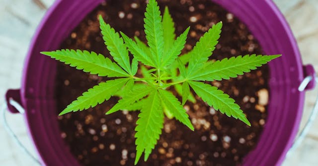 How Long Does It Take to Grow Weed?