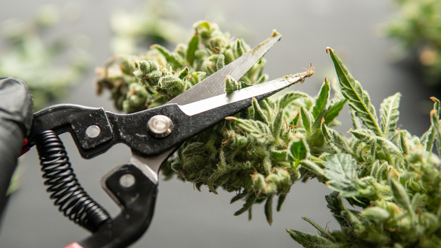 How to Trim Weed