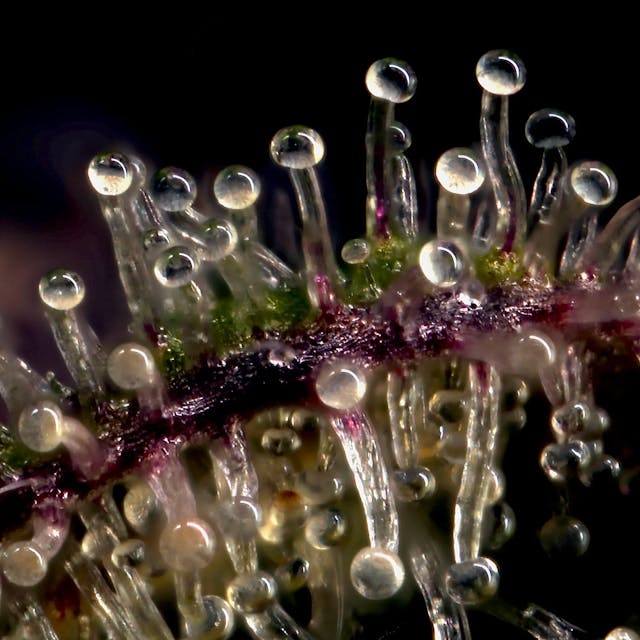 What Are Cannabis Trichomes?