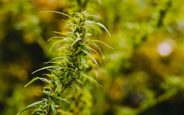 How To Care For Your Cannabis Plant