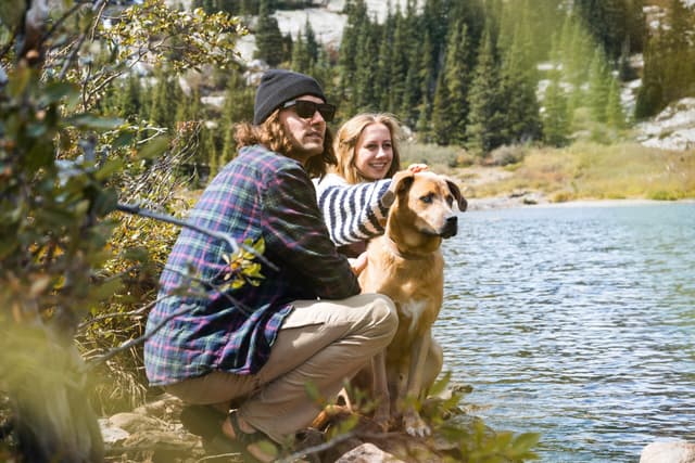 Cannabis For Dogs: Risks And Benefits