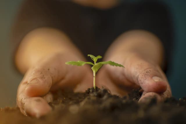How To Feminize Cannabis Seeds