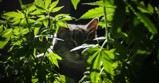 Cannabis And Cats: What You Need to Know