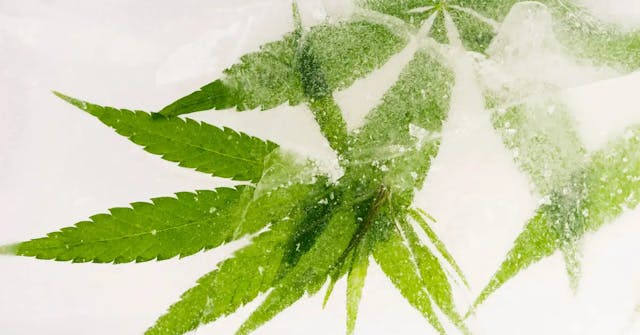 Can You Freeze Weed?