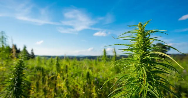 Do Cannabis Plants Smell?