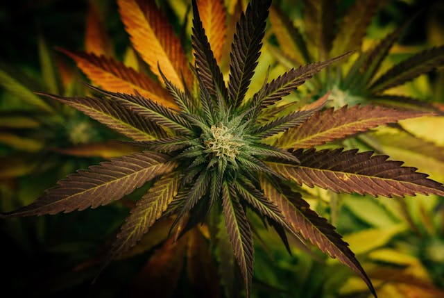 What Is Autoflower Cannabis?